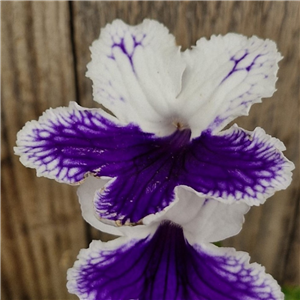 Streptocarpus 'Marion'